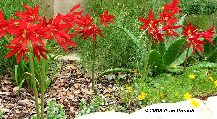 Plant This Oxblood lily Digging